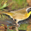 Common Yellowthroat
